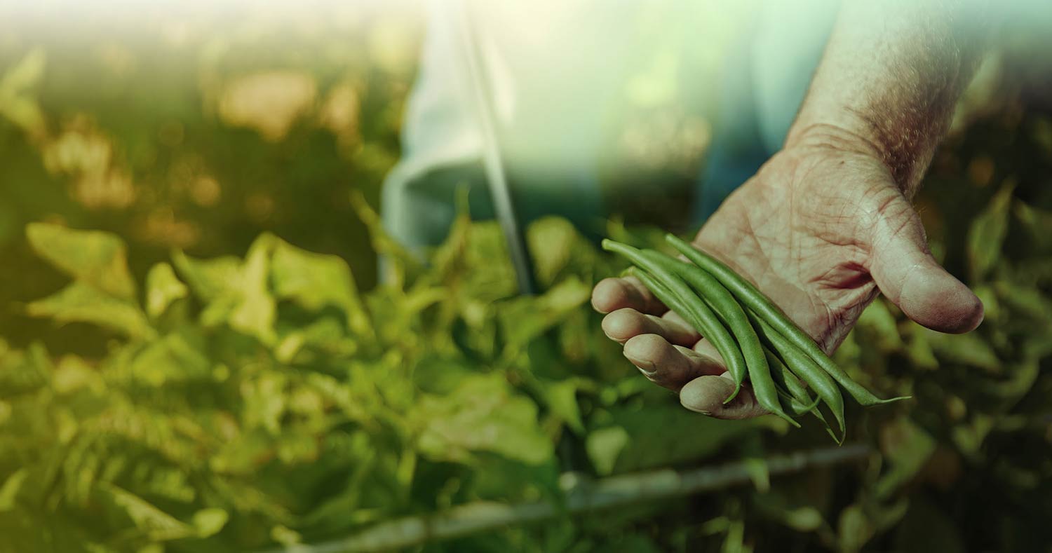 Plant Breeding Technology Seminis