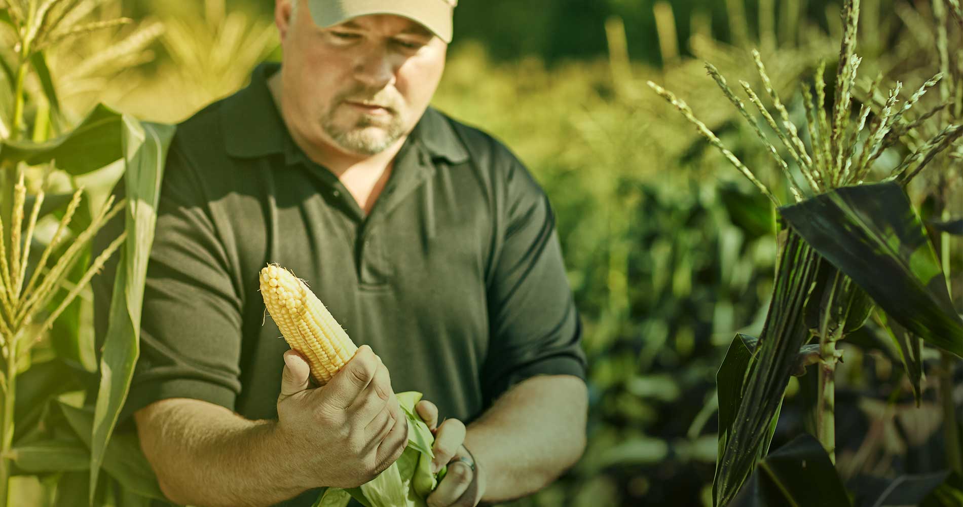 Performance Series Sweet Corn Seminis