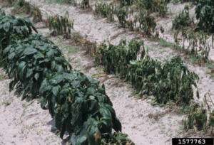 Wilting Pepper Plants Due To Phytophtora Blight