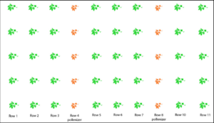 Spacing Recommendation Of Pollenizer Row Spacing