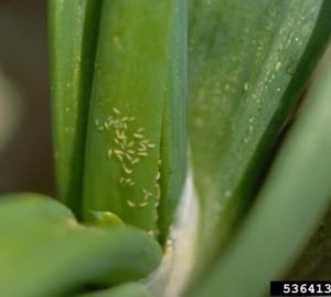 Thrips On Onion Leaf