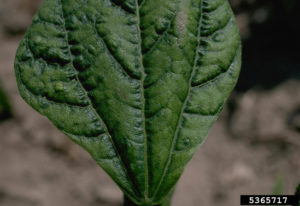 Symptoms of bean common mosaic on a leaf