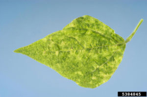 Mosaic symptoms on a bean leaf