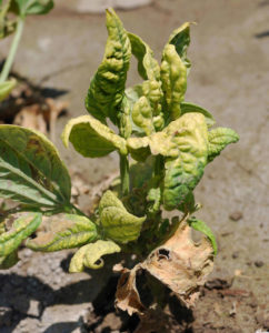 Bean leaf experiencing stunting and leaf malformation