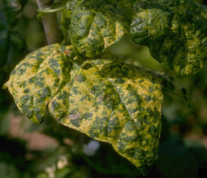 Bean leaf showing symptoms of bean golden mosaic