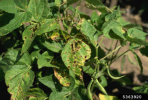 Bean Leaves with Bacterial Brown Spot Symptoms