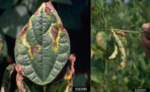 Bean Leaves and Pods with Common Blight Symptoms