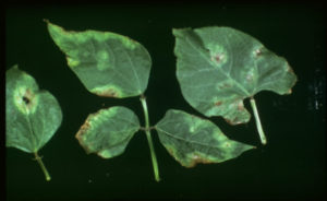 Bean Leaves infected with Halo Blight