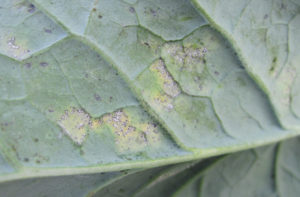 Necrotic lesions on broccoli