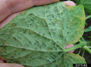 Cucumber Leaf Showing Symptoms of Downy Mildew