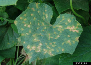 Downy Mildew Symptoms On Cucumber Leaf