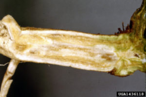 Watermelon With Vascular Discoloration Due To Fusarium Wilt