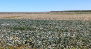 Onion Fields Showing Symptoms Of Infection