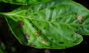 Understanding Leaf Spots In Peppers - Seminis