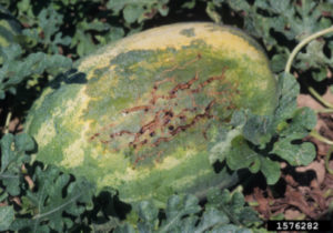 Bacterial Fruit Blotch Infection In Watermelon