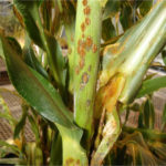 Southern Rust Pustules Infection Example
