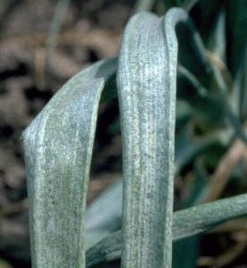Whitening Of Onion Leaves
