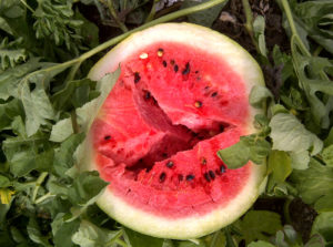 Internal symptoms of hollow heart in Watermelon.
