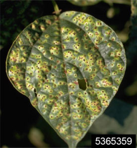 Bean-rust-pustules-on-a-bean-leaf