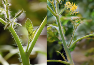 Fresh Market Tomato Pruning Involves Trimming Axillary Shoots Or Suckers On Tomato Plants