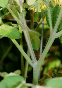 Fresh Market Tomato Pruning Includes Careful Removal Of Larger Suckers On Tomato Plants