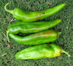 Green chili pepper fruit shows symptoms of stip