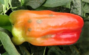 Bell peppers - mature or young - can develop fruit spot symptoms of stip