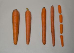 The Differences In Carrots Planted In Lesser Density And Higher Density Plantings