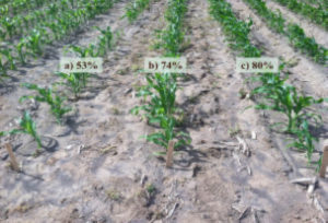Example of Sweet Corn Stand Establishments with and without Treatment