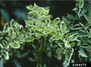 Some symptoms of Tomato Yellow Leaf Curl