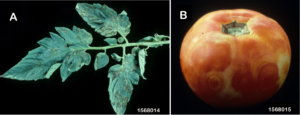 Some symptoms of Tomato Spotted Wilt