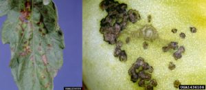 Symptoms of bacterial spot