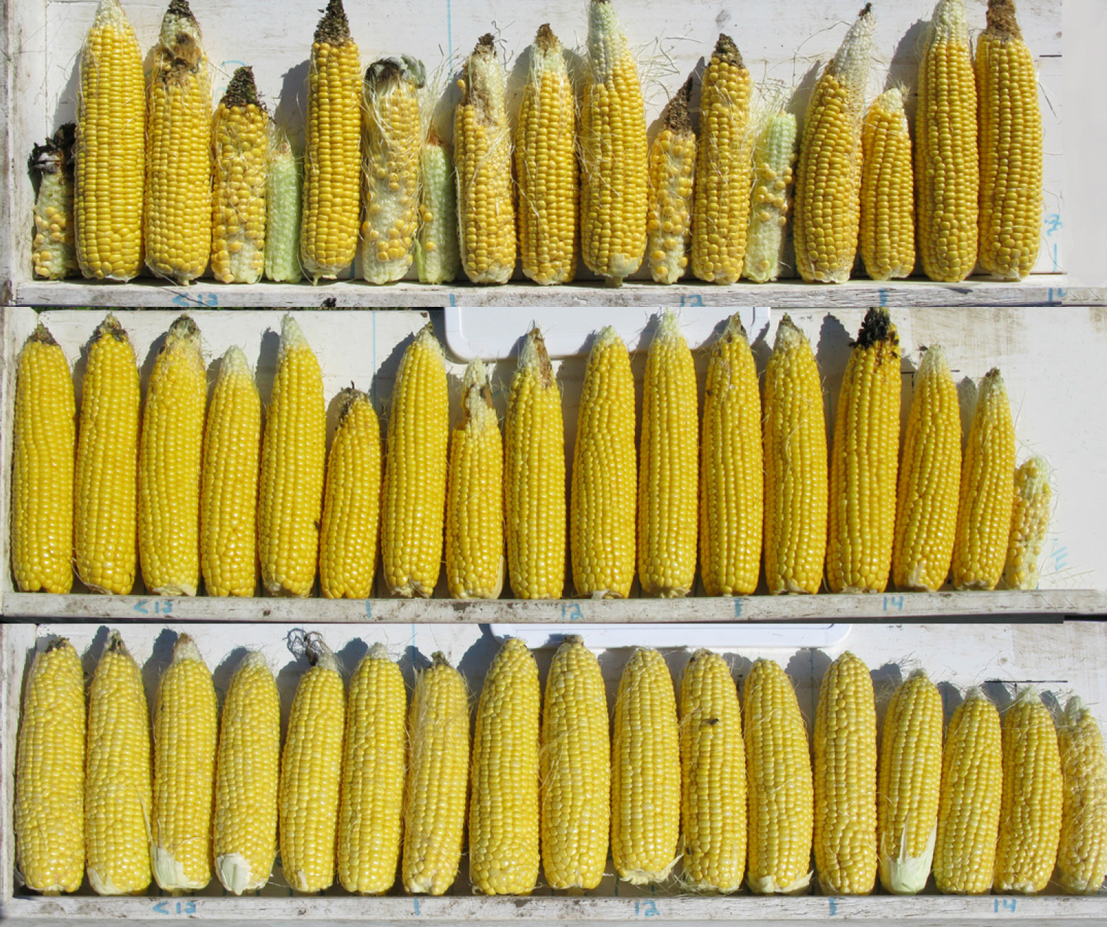 Corn Spacing Chart