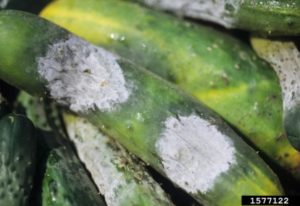 Cucumber infected with Phytophtora capsici.