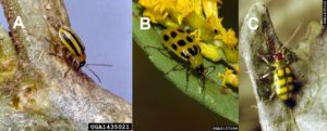 Three types of beetles found in cucumber productions