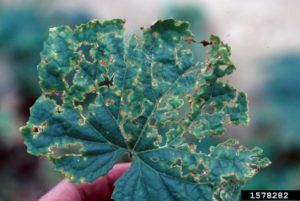 Angular leaf spot disease on a plant