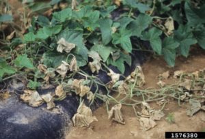 Bacterial wilt disease on a plant