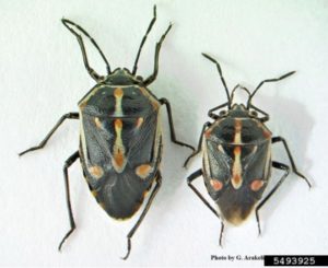 Female and male bagrada bugs