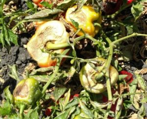 Sunscald damage on fruit from powdery mildew exposure