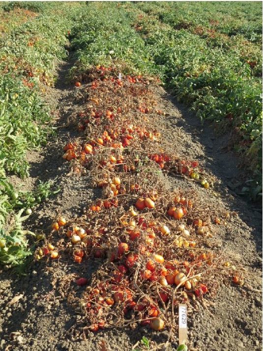 Fusarium Wilt in Processing Tomatoes – Seminis