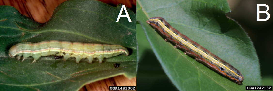 Identifying Bean Insect Pests Caterpillars Seminis